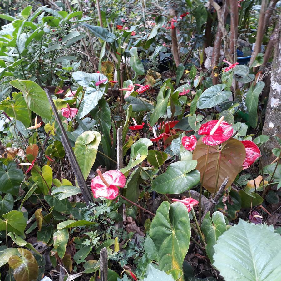 哈普特莱 百合花旅馆酒店 外观 照片